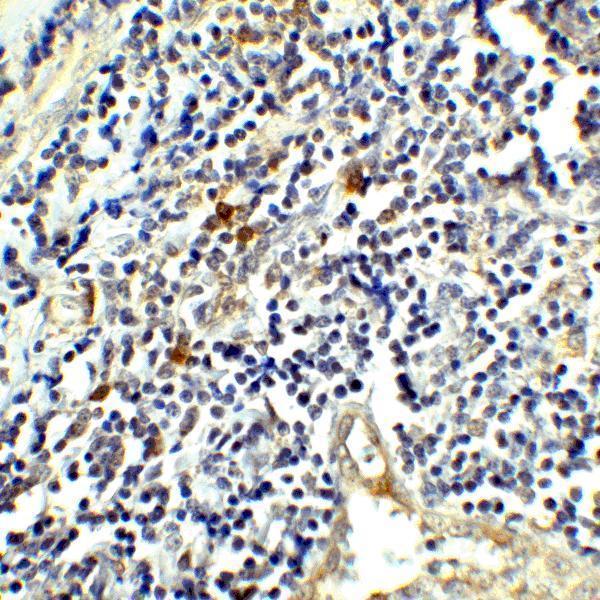 m00020 1 ctla4 primary antibodies ihc testing 7