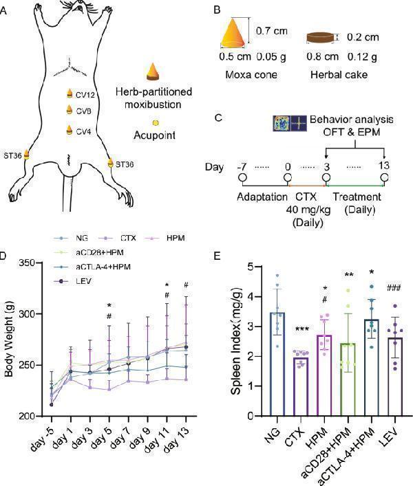 HPM treatment restored body weight and increased spleen index in immunosuppressed rats