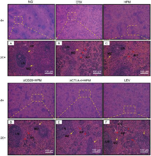 m00020 13020_2024_898_fig4_html