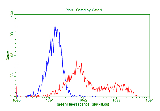 HEK293T cells transfected with either CTL4 plasmid (red) or empty vector control plasmid (blue)