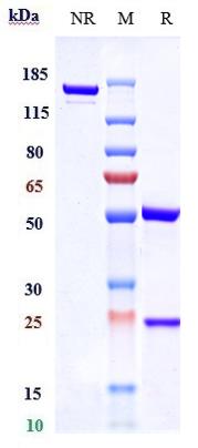 Anti-CTLA-4/CD152 Reference Antibody (tremelimumab) on SDS-PAGE under reducing (R) condition