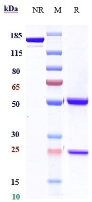 Anti-CTLA-4/CD152 Reference Antibody (ipilimumab) on SDS-PAGE under reducing (R) condition