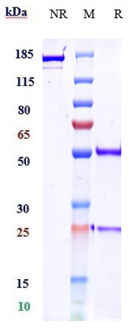 Anti-CTLA-4/CD152 Reference Antibody (zalifrelimab) on SDS-PAGE under reducing (R) condition