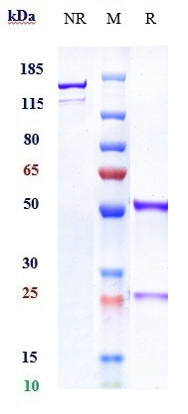 Anti-CTLA-4/CD152 Reference Antibody (nurulimab) on SDS-PAGE under reducing (R) condition