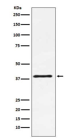 m00020 wb
