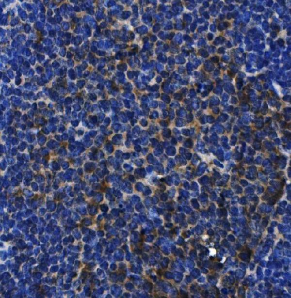 m00021 1 il 10 primary antibodies ihc testing 2