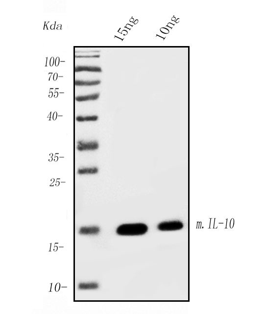 m00021 1 il 10 primary antibodies wb testing 1