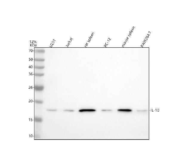 m00021 il10 primary antibodies wb testing 1
