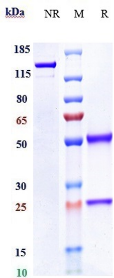 m00023 15 sds page