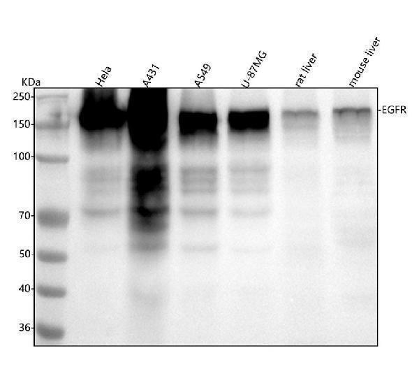m00023 2 egfr primary antibodies wb testing 1