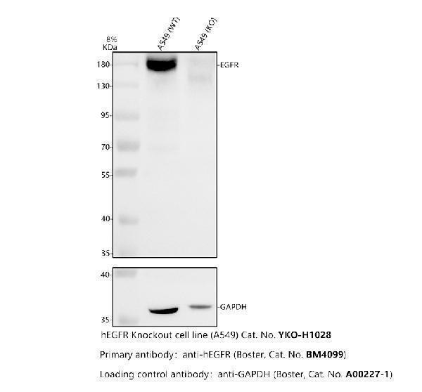 m00023 2 egfr primary antibodies wb testing 2