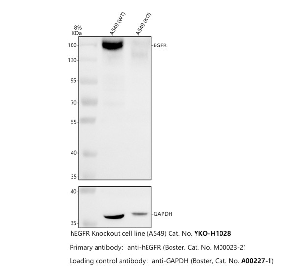 m00023 2 egfr primary antibodies wb testing 2_1