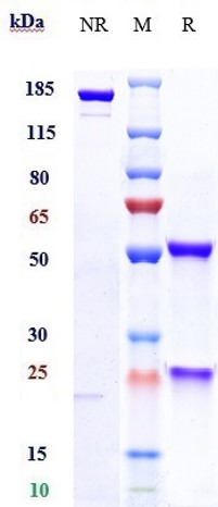 m00023 25 sds page