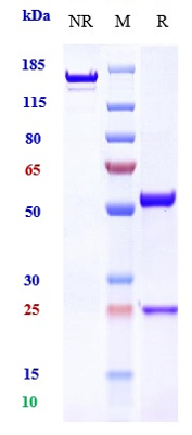 m00023 28 sds page