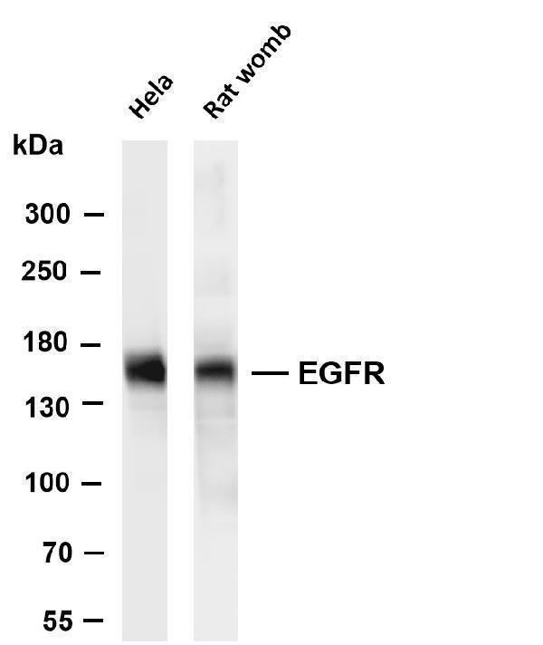 m00023 30 egfr primary antibodies wb testing 1