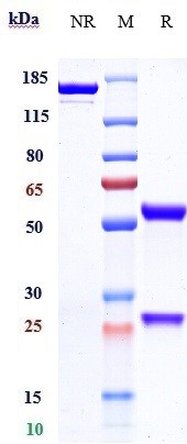 m00023 6 sds page