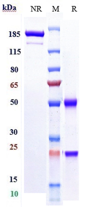m00023 7 sds page