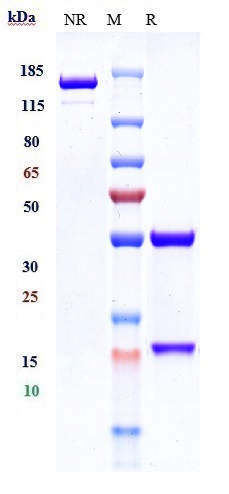 m00023 8 sds page