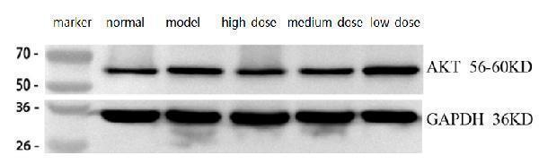 m00024 1 akt1 primary antibodies wb review 2_1