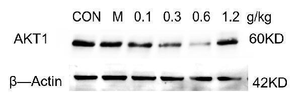 m00024 1 akt1 primary antibodies wb testing 3