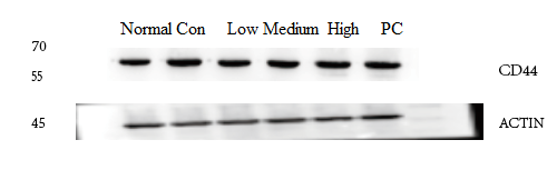 m00024 1 akt1 primary antibodies wb testing 4