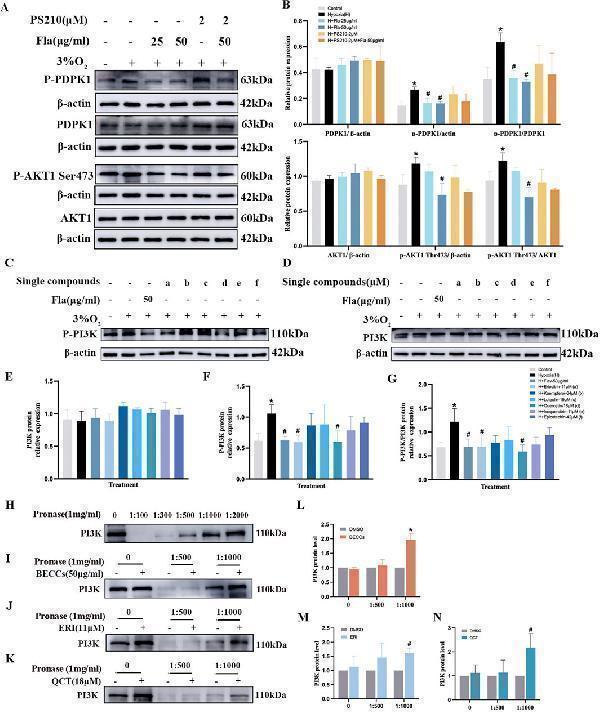 m00024 1 fphar 16 1582677 g008