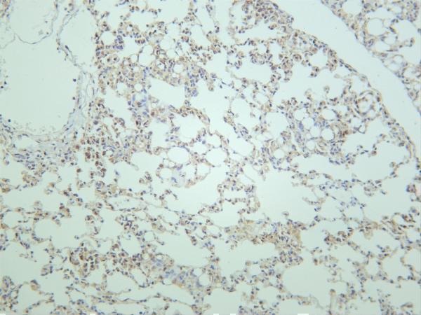 m00024 8 akt primary antibodies ihc testing 1