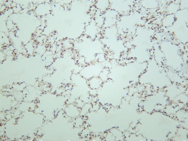m00024 8 akt primary antibodies ihc testing 2