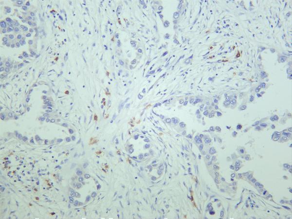 m00024 8 akt primary antibodies ihc testing 3