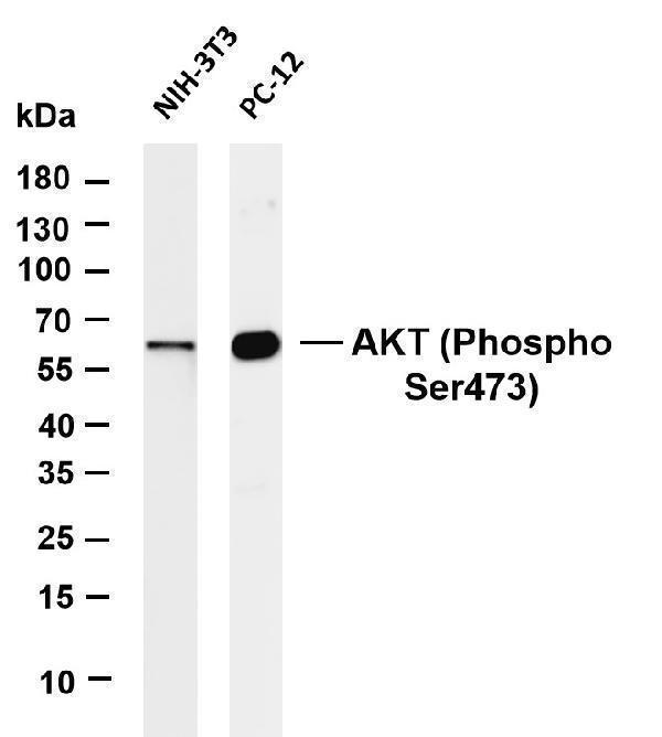 m00024 8 akt primary antibodies wb testing 1