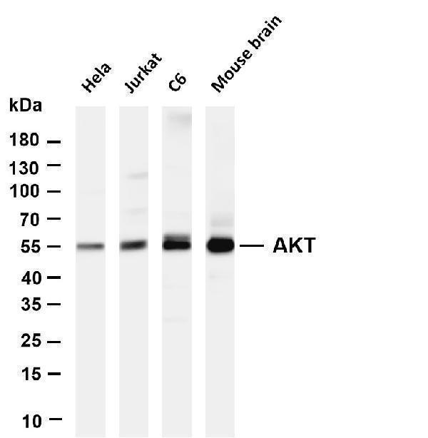 m00024 9 akt1 primary antibodies wb testing 1