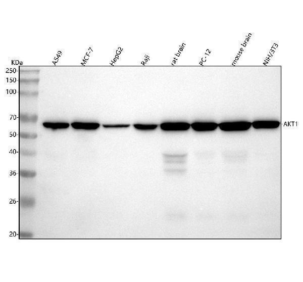  Western blot analysis of AKT1 using anti-AKT1 antibody (M00024)