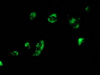 m00025 4 anti myd88 mouse monoclonal antibody clone id oti1b8 if testing 5