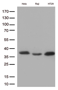 Western blot analysis of extracts (35ug) from 3 cell lines lysates by using anti-MYD88 monoclonal antibody (1:500)