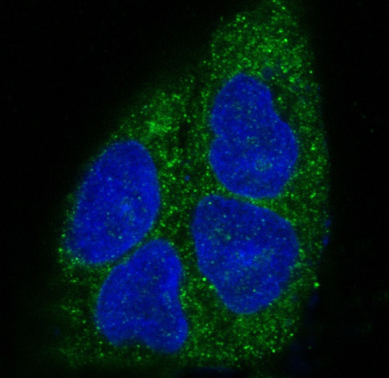 Immunofluorescent analysis of A549 cells, using MyD88 Antibody