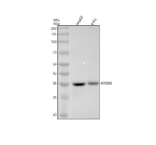 Western blot analysis of MYD88 using anti-MYD88 antibody (M00025)
