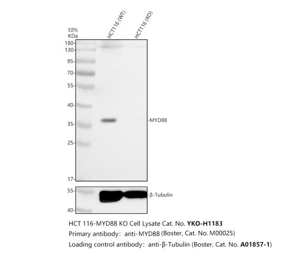 m00025 myd88 primary antibodies wb testing 2_1