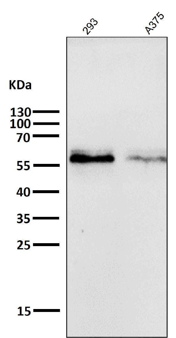 All lanes use the Antibody at 1:1W dilution for 1 hour at room temperature