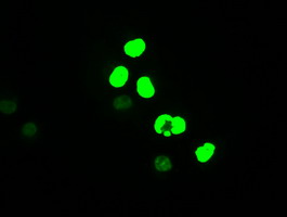 m00026 4 anti c myc myc mouse monoclonal antibody clone id oti1a6 if testing 19