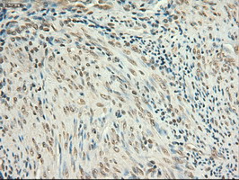 m00026 4 anti c myc myc mouse monoclonal antibody clone id oti1a6 ihc testing 10
