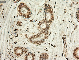m00026 4 anti c myc myc mouse monoclonal antibody clone id oti1a6 ihc testing 11