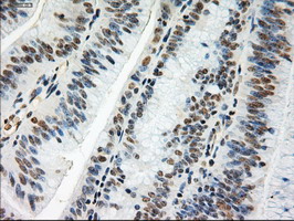 m00026 4 anti c myc myc mouse monoclonal antibody clone id oti1a6 ihc testing 13
