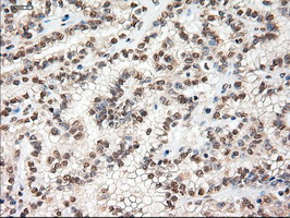 m00026 4 anti c myc myc mouse monoclonal antibody clone id oti1a6 ihc testing 14