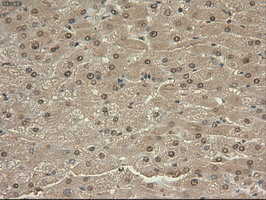m00026 4 anti c myc myc mouse monoclonal antibody clone id oti1a6 ihc testing 15