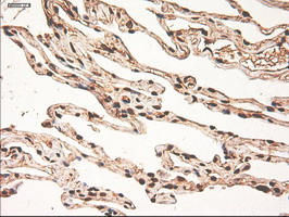 m00026 4 anti c myc myc mouse monoclonal antibody clone id oti1a6 ihc testing 17