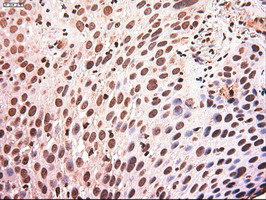 m00026 4 anti c myc myc mouse monoclonal antibody clone id oti1a6 ihc testing 4