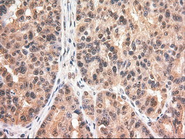 m00026 4 anti c myc myc mouse monoclonal antibody clone id oti1a6 ihc testing 5