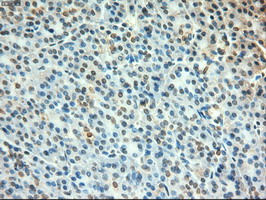 m00026 4 anti c myc myc mouse monoclonal antibody clone id oti1a6 ihc testing 6