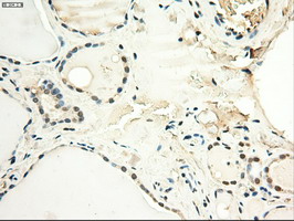 m00026 4 anti c myc myc mouse monoclonal antibody clone id oti1a6 ihc testing 8