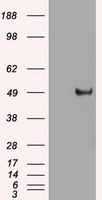 m00026 4 anti c myc myc mouse monoclonal antibody clone id oti1a6 wb testing 1